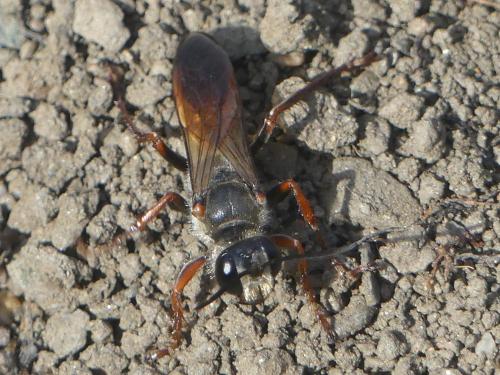 Réf. 246 569 : Sphex funerarius